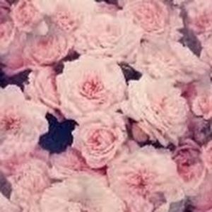 Meet your Posher, Laney